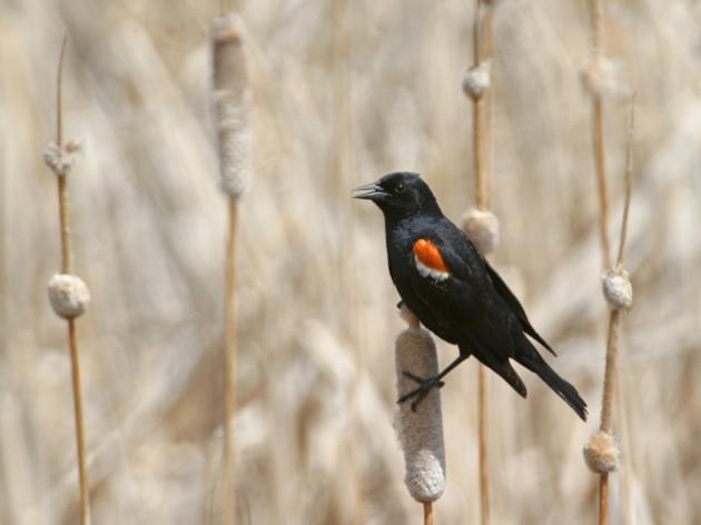 Tricolored Blackbird designated a candidate for state endangered species listing