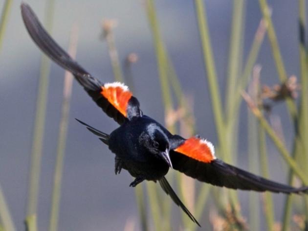 100% of vulnerable Tricolored Blackbird  colonies on farmland saved