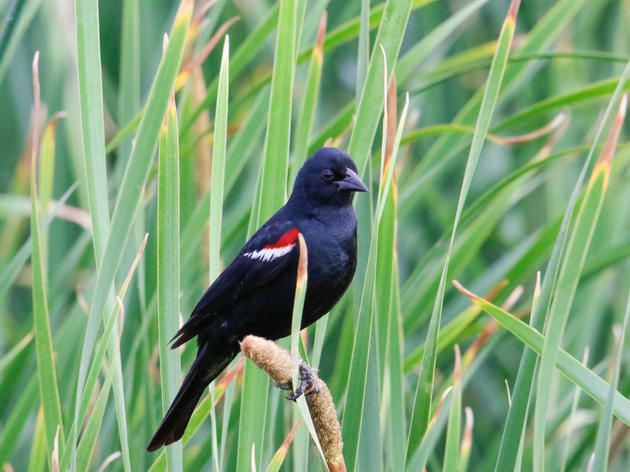 Nearly 75,000 Tricolored Blackbirds protected in 2017 