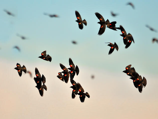 Survey reveals 44% decline in rare Tricolored Blackbirds