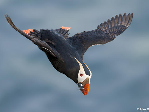 Your voice needed to protect food for seabirds