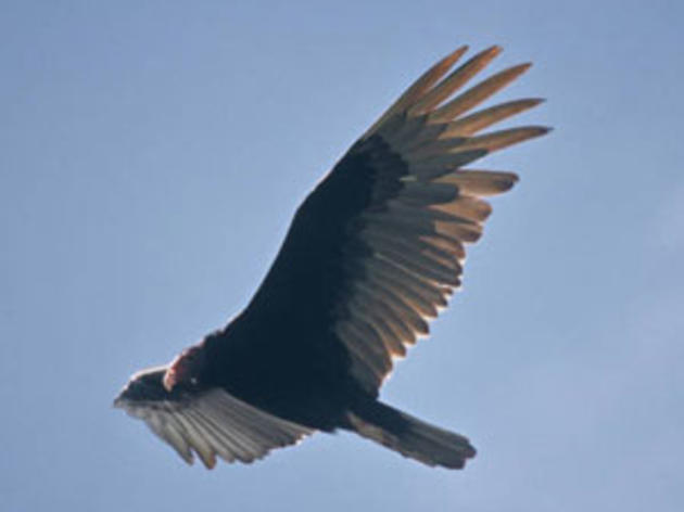 Turkey Vultures are awesome -- go check 'em out