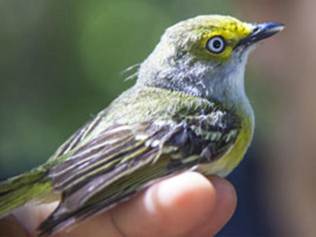 White-eyed Vireo at the Audubon Starr Ranch