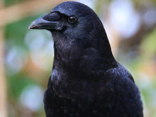 Crows may be smarter than a first grader