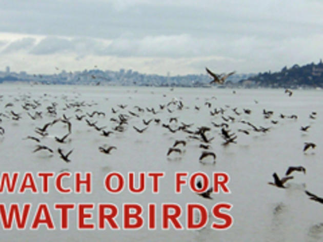 What is a Waterbird, and why should you care?