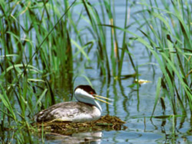 Live webcam of grebes on Clear Lake debuts