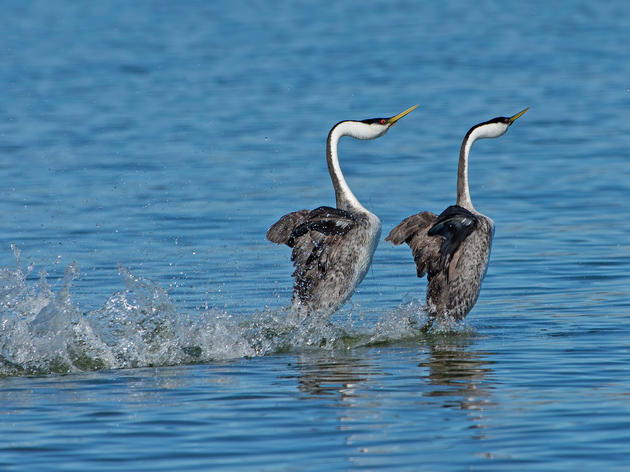 Bring your someone special birding