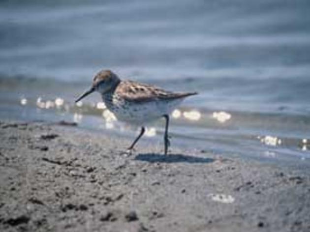 Oil spills remind us how much birds matter