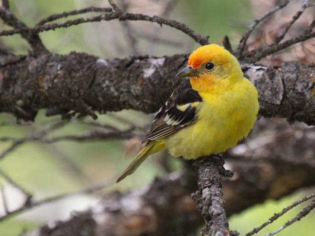 Bill defending California’s migratory birds passes key Assembly Committee