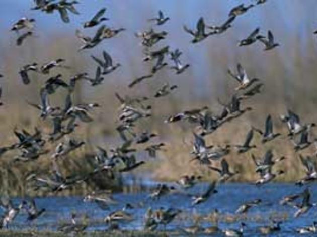 Water deal is a big win for California’s migratory birds