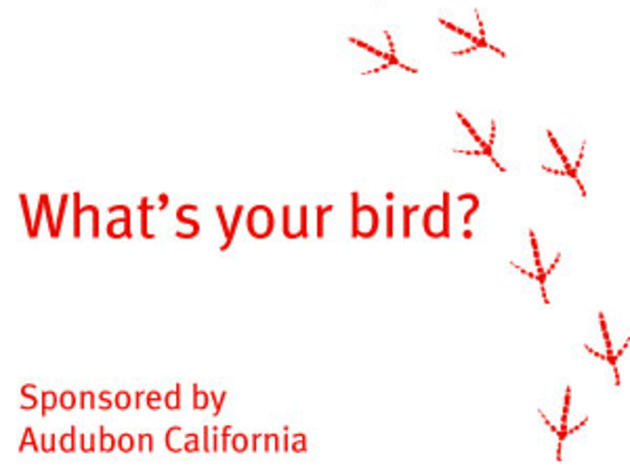 Take our quiz to find out which bird you are!