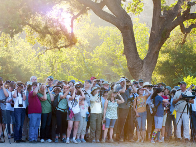 Southland to celebrate second annual Bird LA Day May 7