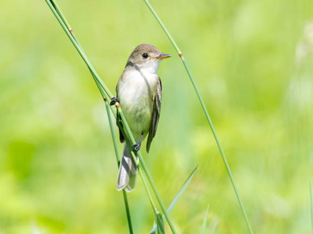 How birds will benefit if Prop. 1 passes