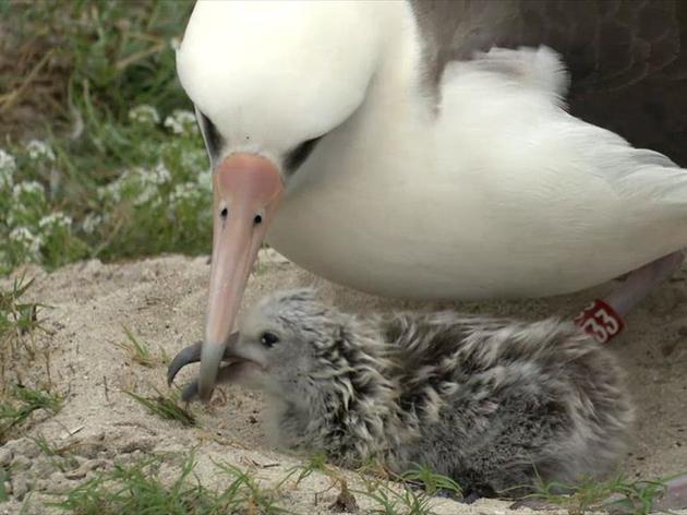 Wisdom the Laysan Albatross still smashing age and breeding records for wild birds 