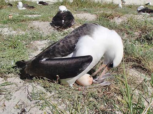 Laysan Albatross is a mom again at 62 (at least)