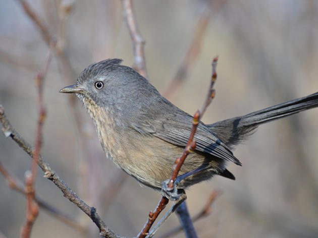 How the Wrentit got federal protection with the flick of a pen