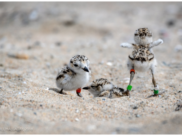Western Snowy Plover reaches important milestone in its recovery