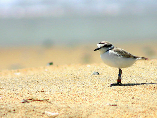 On this day in 1993, the Western Snowy Plover received federal protection under the ESA