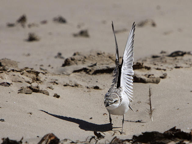 Ten things you need to know about Western Snowy Plover