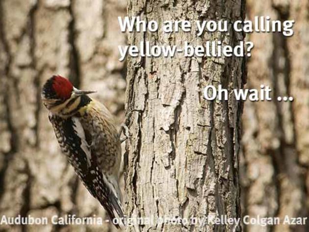 The Yellow-bellied Sapsucker must get this a lot