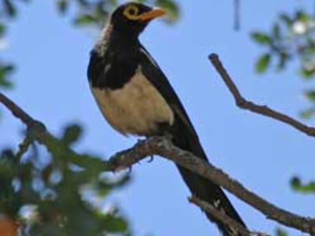 First reports from our Yellow-billed Magpie survey