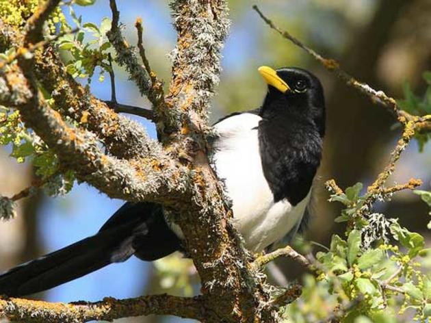 Yellow-billed Magpie Identification Tips