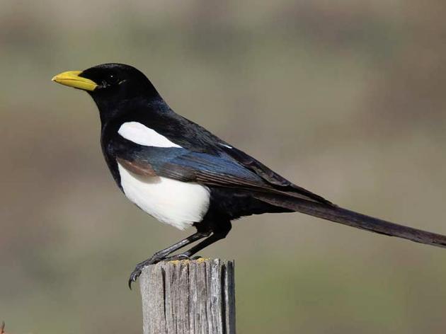 Yellow-billed Magpie Overview