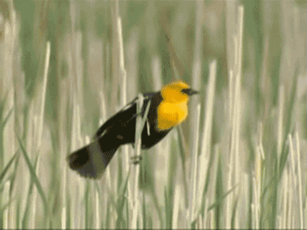 Yellow-headed Blackbird cinemagraph