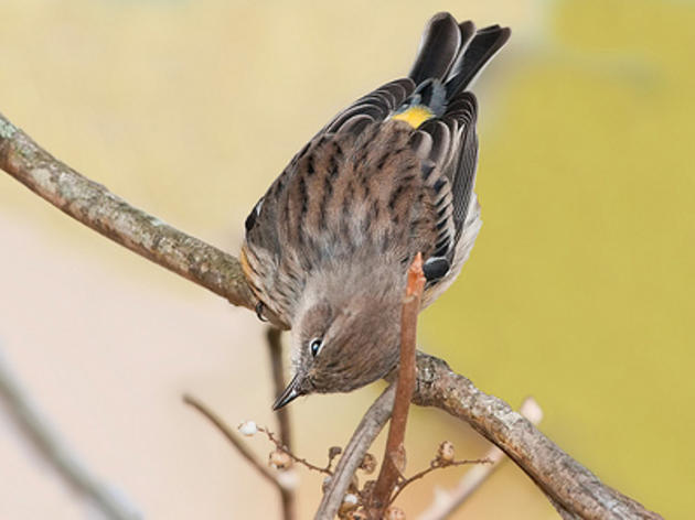 Yellow-rumped Warblers have gone Hollywood