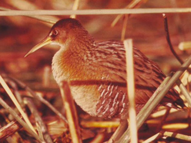 Endangered bird found dead at desert solar plant