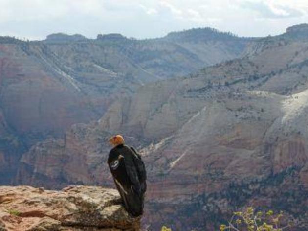 Condor chick hatches in Utah