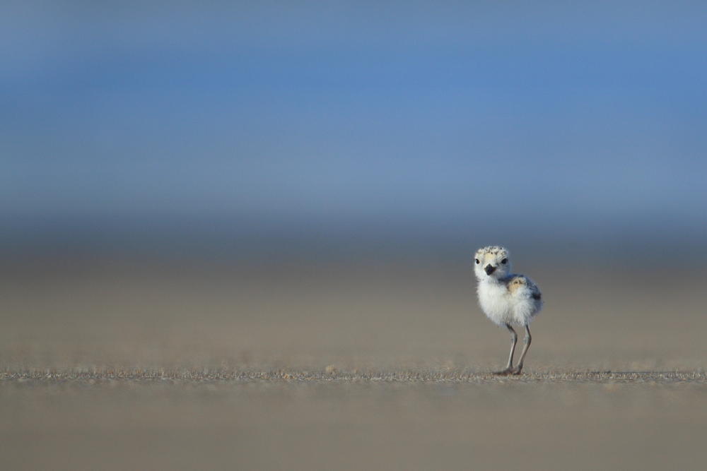 Western Snowy Plover chick