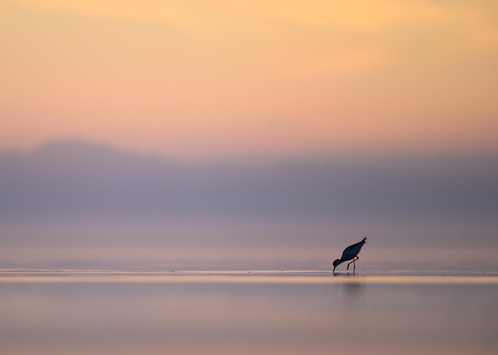 Black-necked Stilt feeds at the Salton Sea