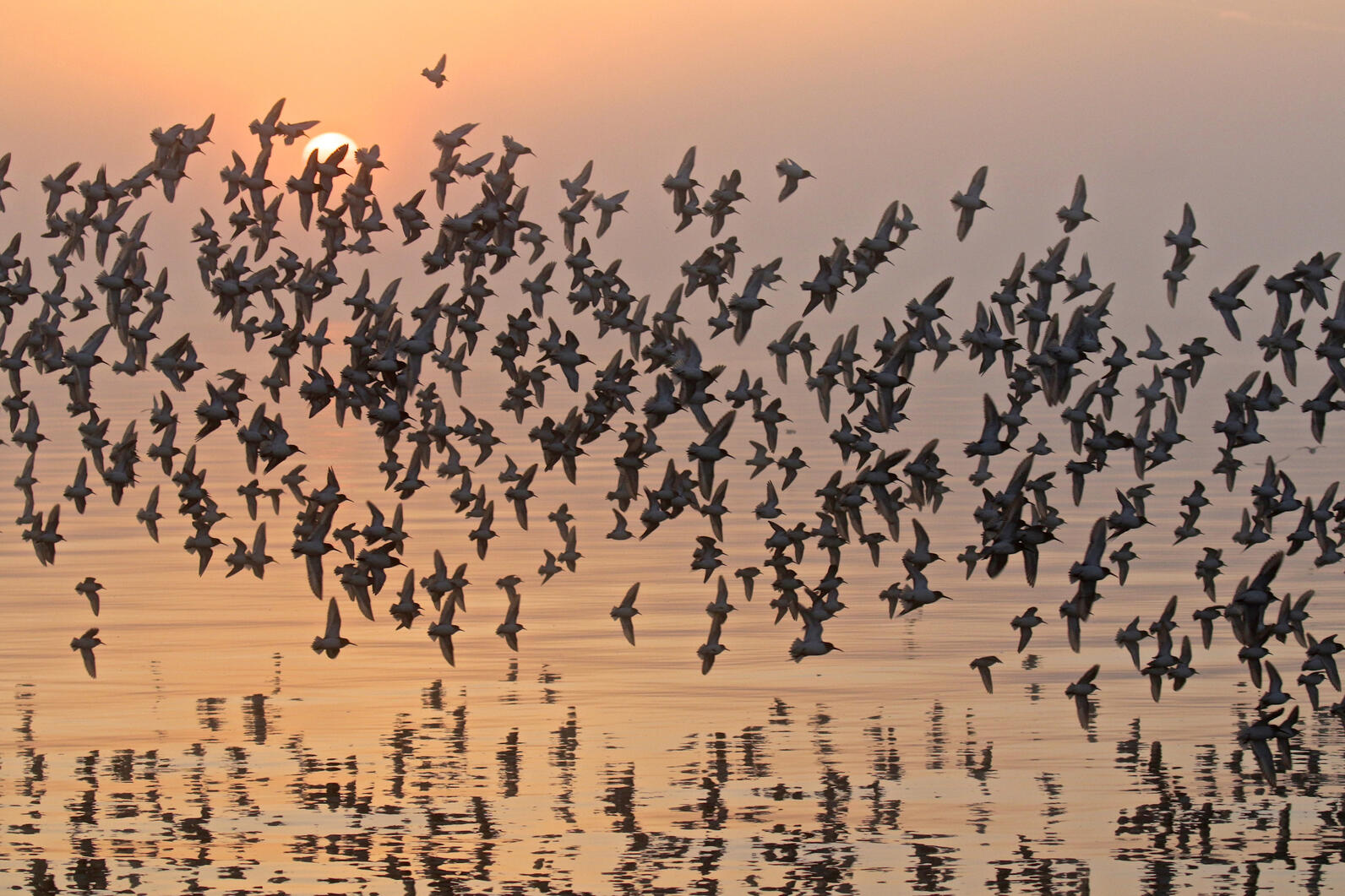 A mesmerizing flock of Western Sandpipers and Dunlins flying over rippling waters.
