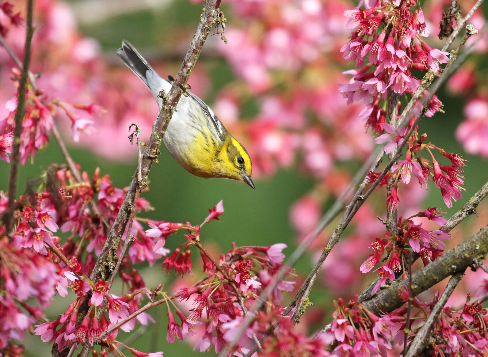 Webinar Series: Mindful Birding and Bird Language | Audubon California