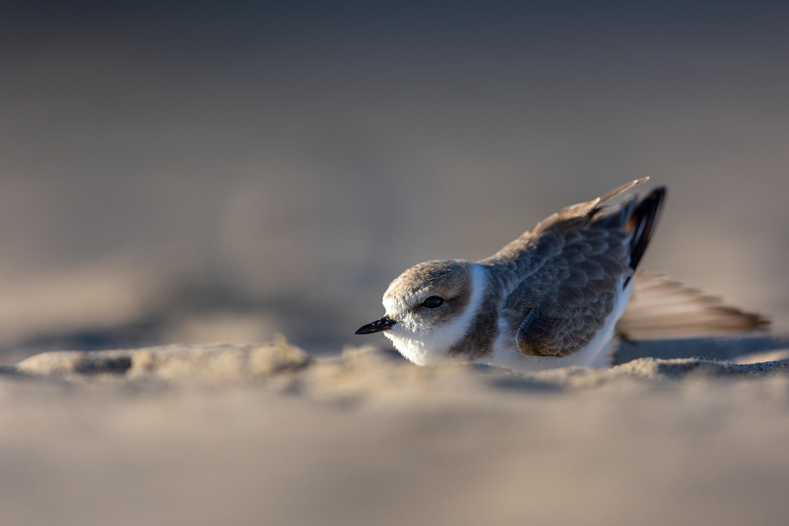 Western Snowy Plover stretching in the sand. 