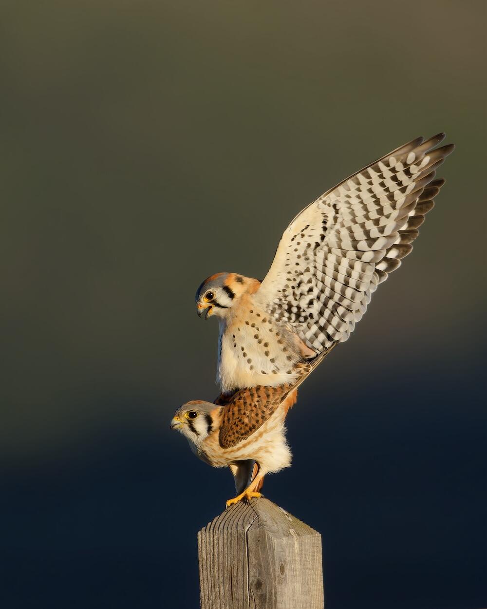 An American Kestrel stands on a post in profile, and a male kestrel is on her back with his wings stretched behind him. The birds are both in profile facing the left of the frame, the male above appearing to be an extension of the female below.