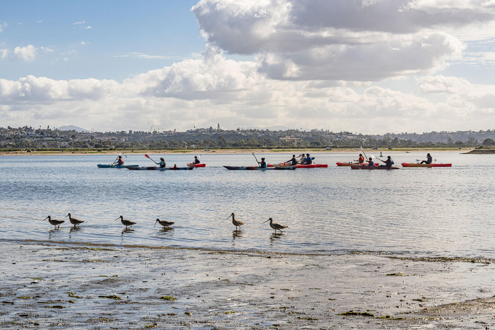 Kayakers float by on Mission Bay while shorebirds stand in the foreground.