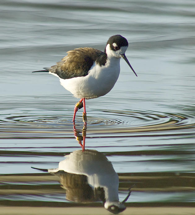 black necked stilts