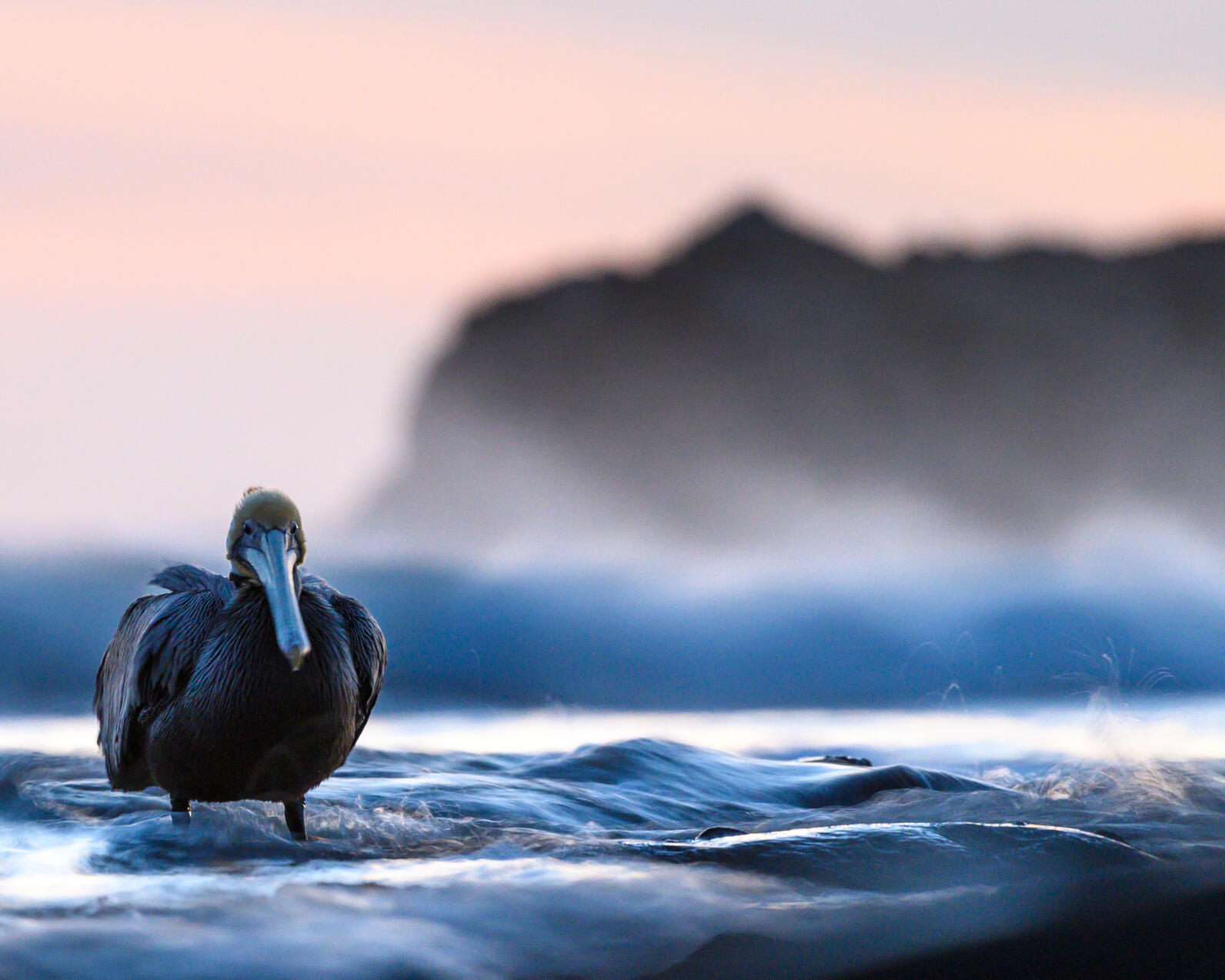 Brown Pelican on the Pacific Coast. 