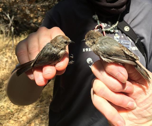 Photo of two Bushtits banded at Starr Ranch on June 15