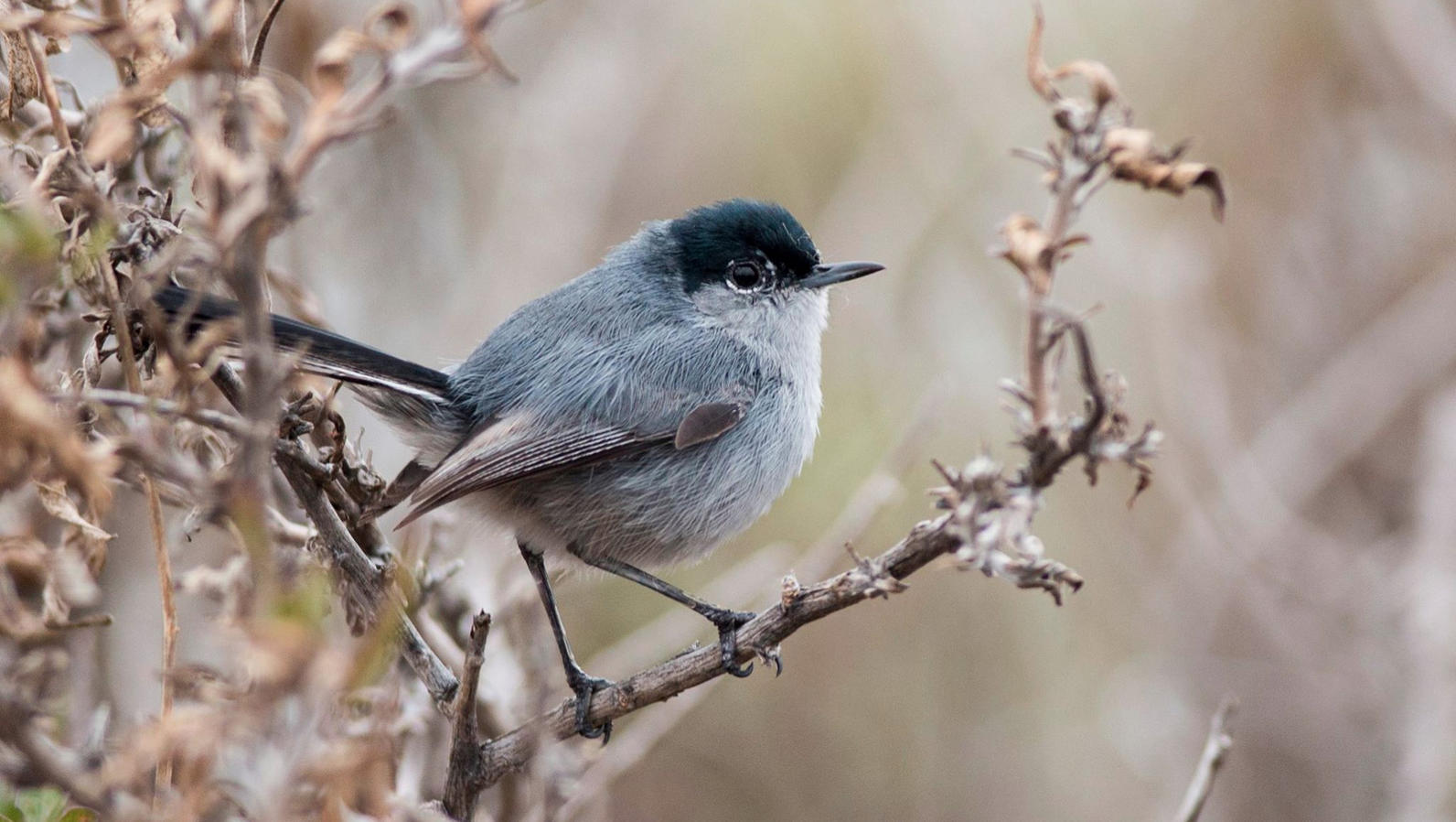 California gnatcatcher: a tiny bird that keeps its seaside habitat healthy