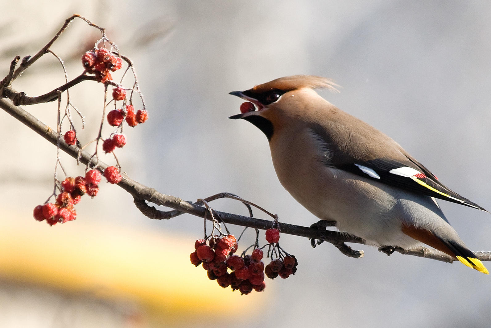 birds that eat nuts and seeds