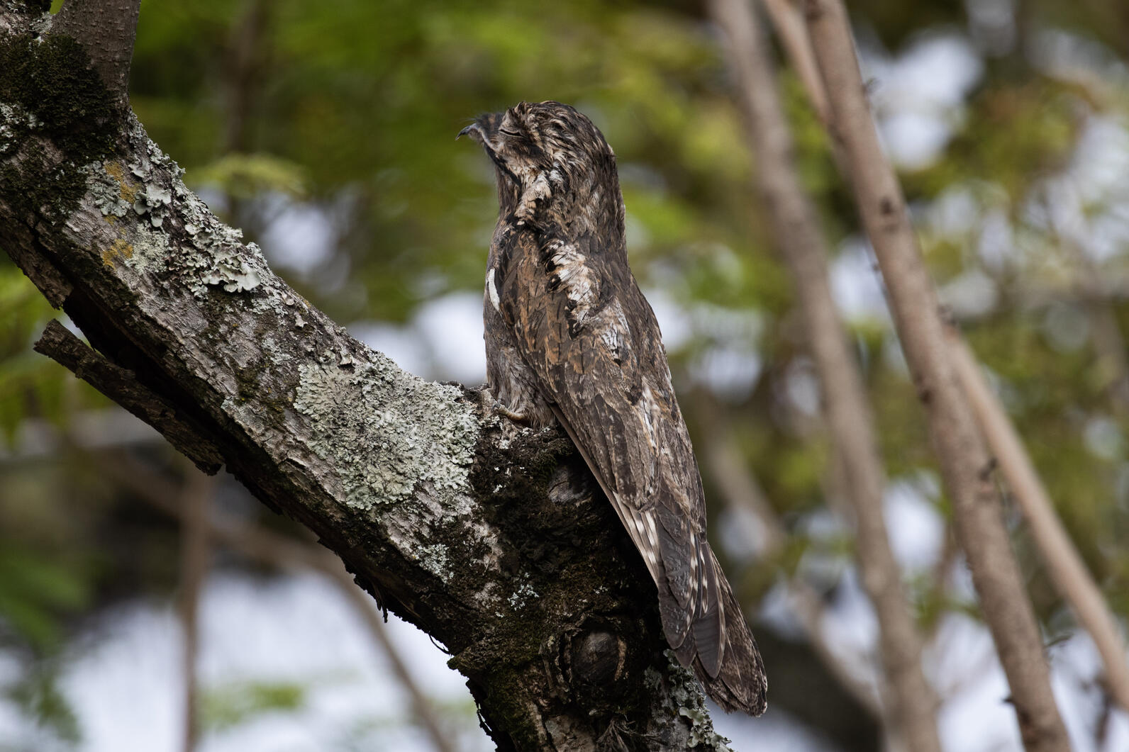 Common Potoo rests on a tree. The bird is cryptic, and blends in like a broken branch that is part of the tree. 