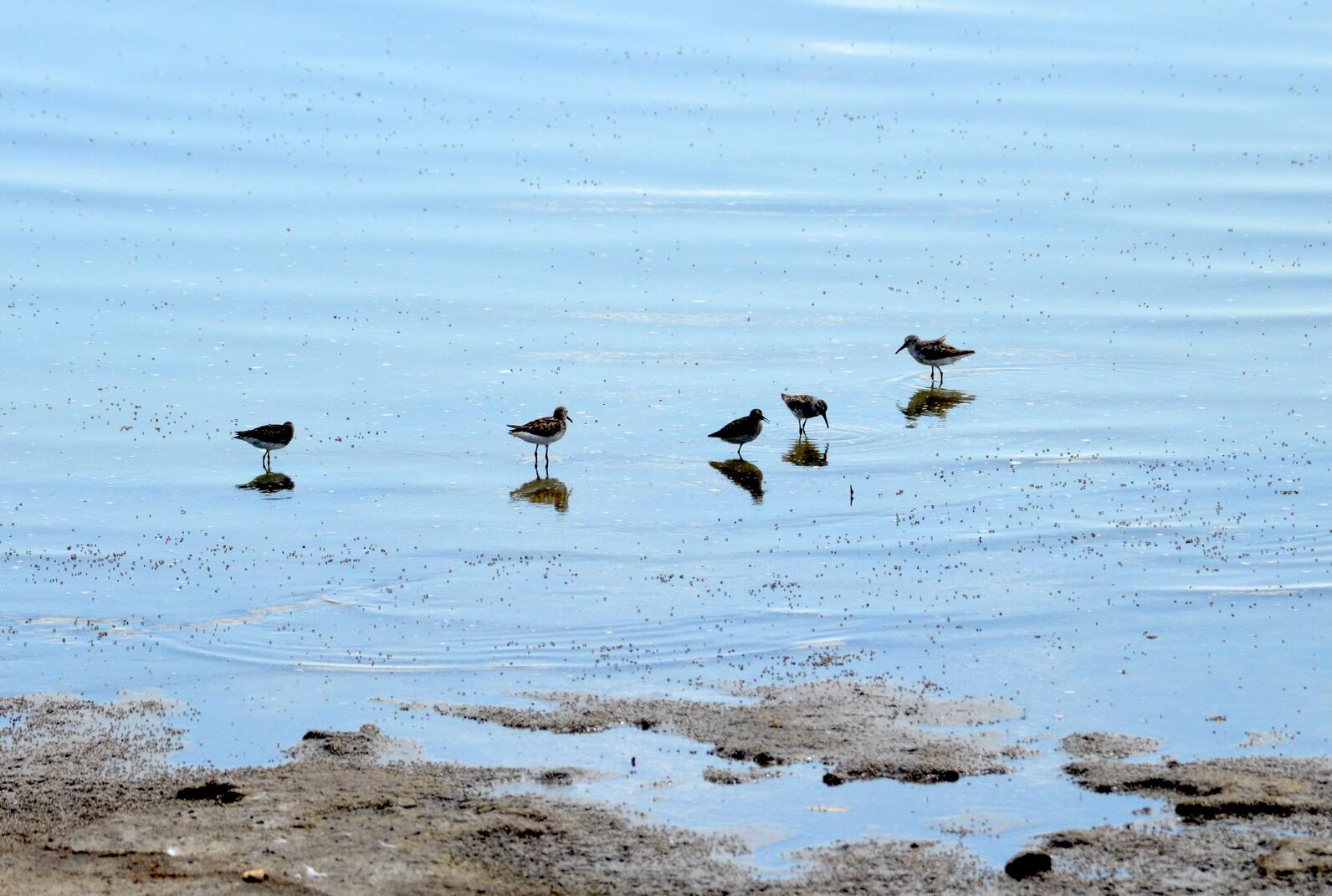 A group of Western sandpipers hanging out in the water near the shore of the Salton Sea