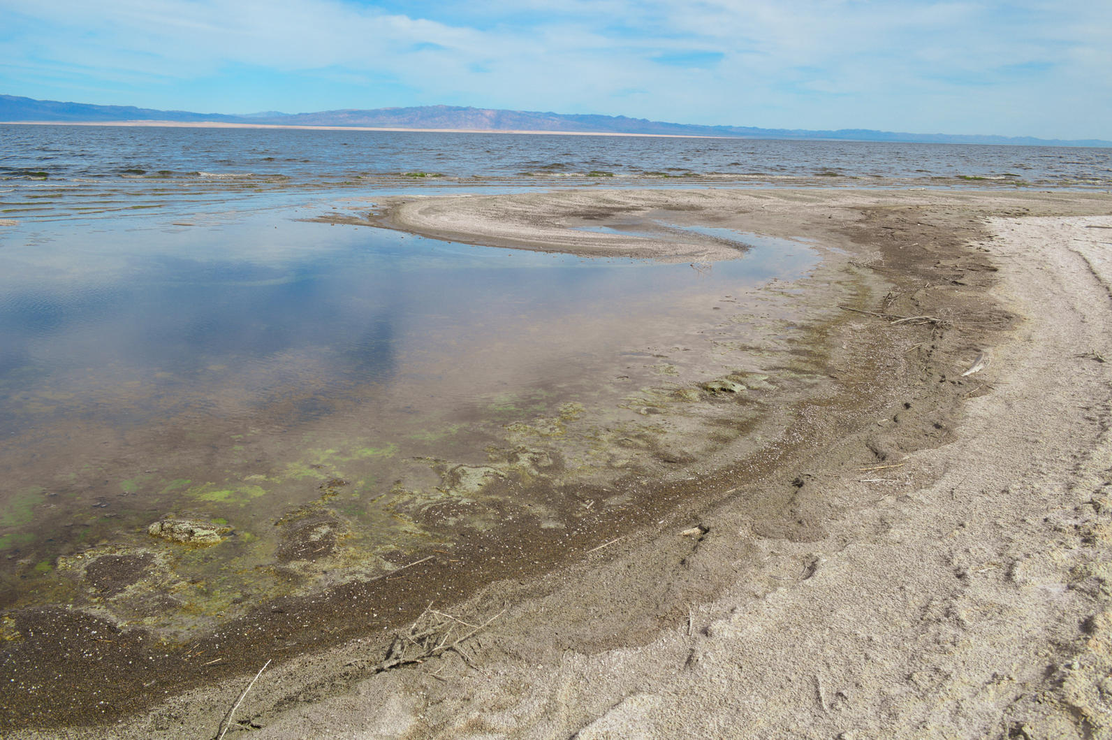 Salton Sea Shore algae 