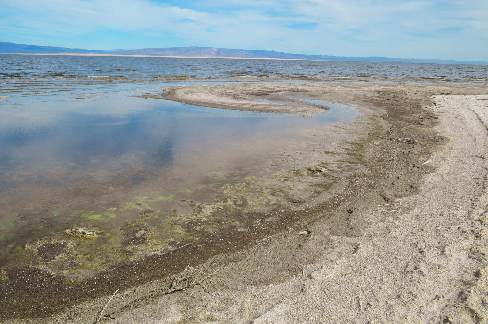 Algas laguna Salton Sea