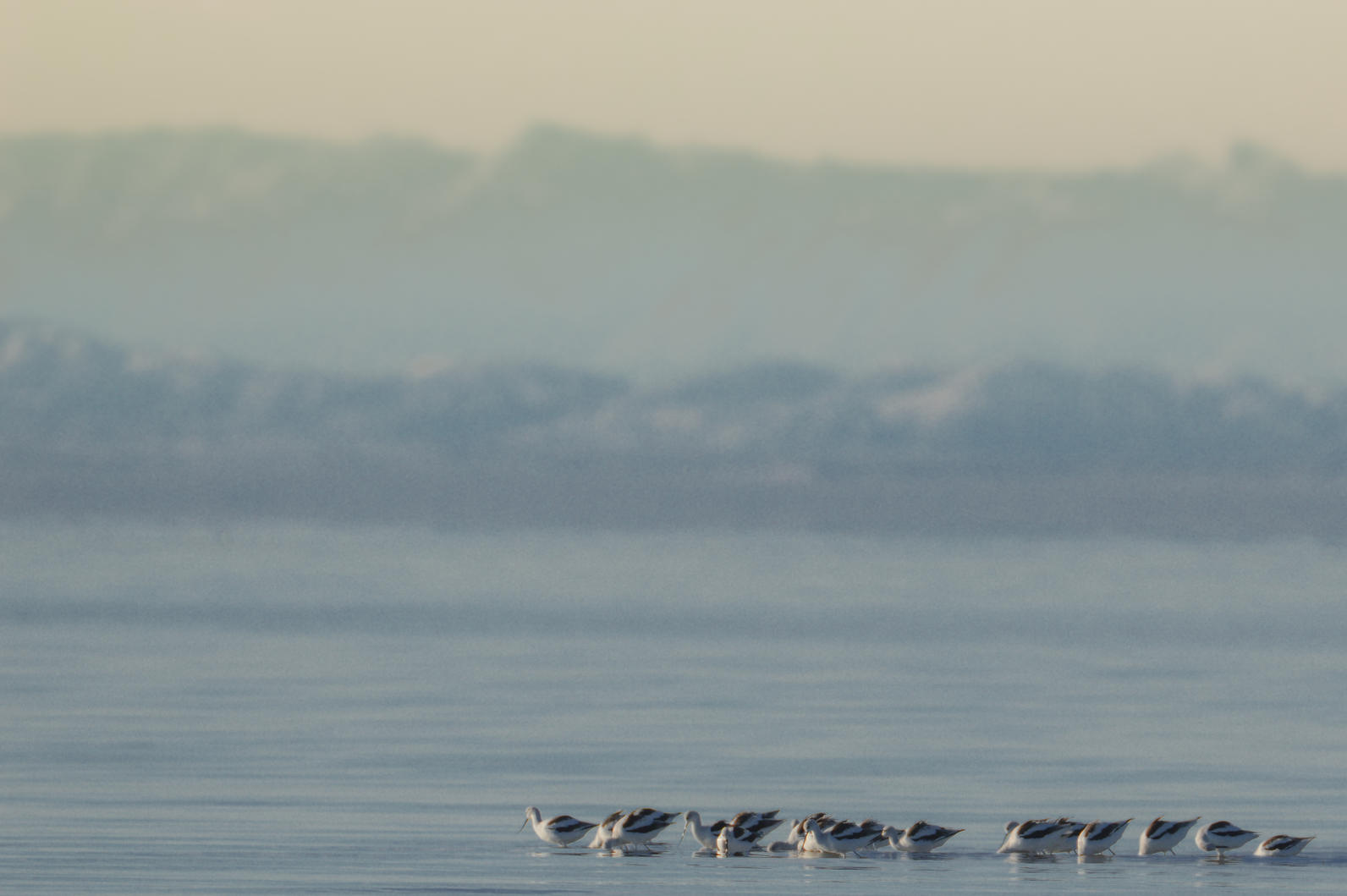 American Avocets at the Salton Sea 