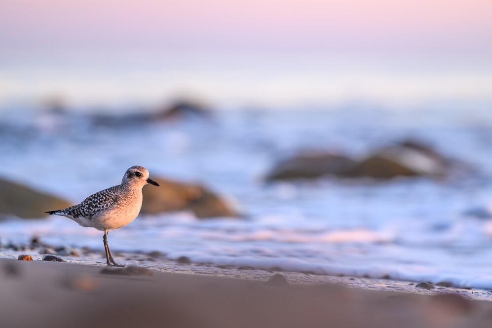 Black-bellied Plover pauses while foraging near the tide pool.