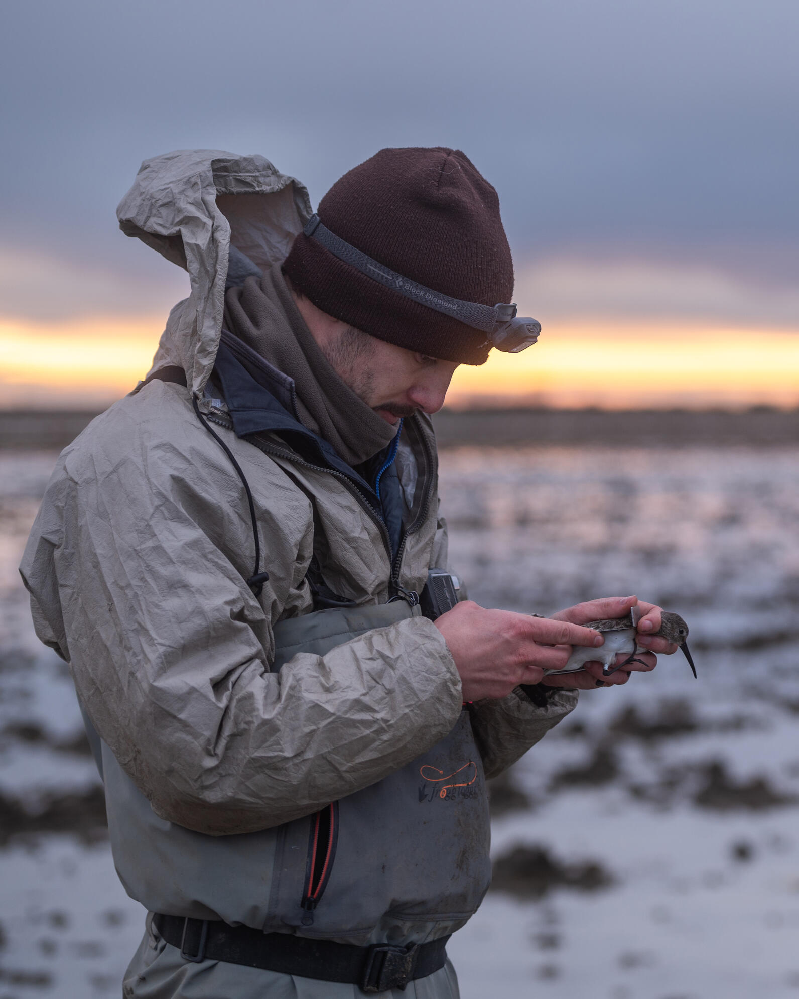 Researcher Ian Souza-Cole holds a Dunlin. The sun is starting to break through the clouds in the background. 